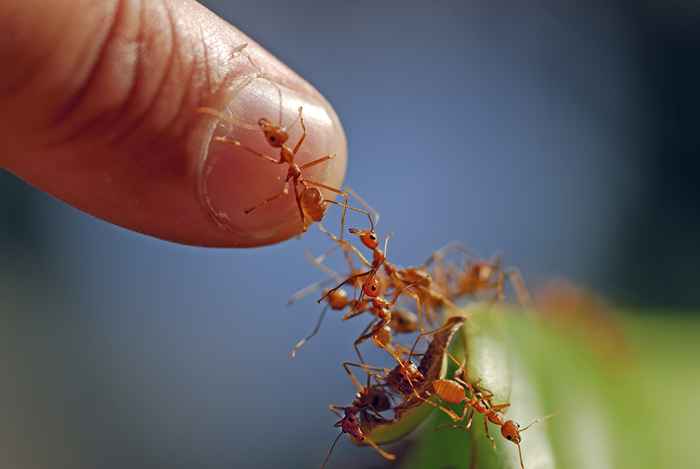 Se você mora aqui, cuidado com as formigas de fogo picadas enquanto dormem, dizem as autoridades