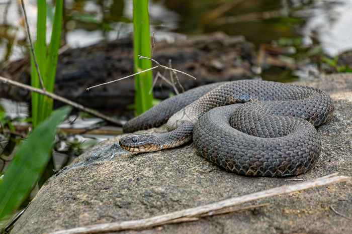 Se você mora aqui, cuidado com as cobras por todo o lugar, os funcionários advertem