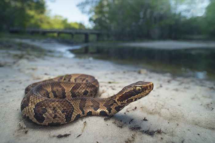 Se você mora aqui, cuidado com essas 6 cobras venenosas, dizem especialistas