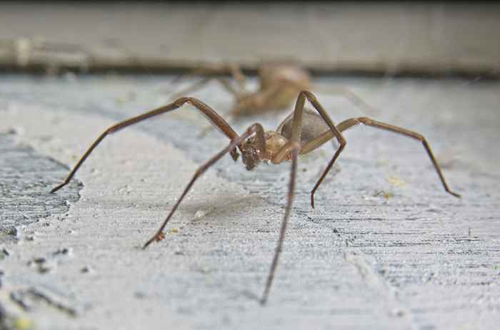 Se você mora aqui, cuidado com essas aranhas venenosas que causam mordidas desfigurando