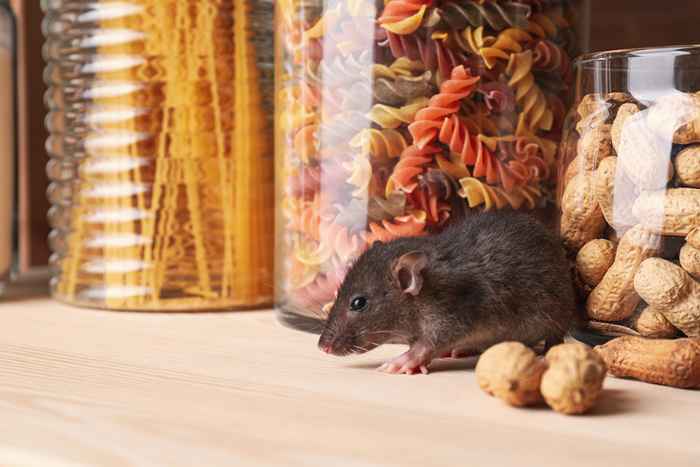 C'est la saison des rats, il est de 8 façons de les garder hors de votre maison