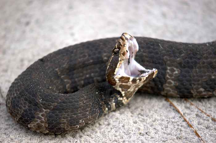 É a estação de mordida de cobra, fique longe dessas áreas, alertam as autoridades