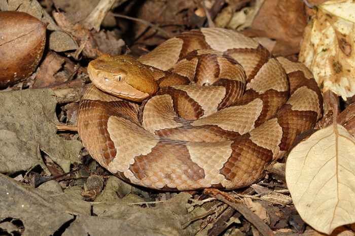 È la stagione dei serpenti consapevole in queste aree, gli esperti avvertono