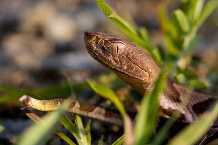 É a temporada de cobras com cuidado ao fazer isso, especialistas advertem