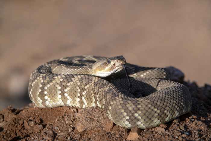 Es la temporada de serpientes, mantente alerta a esta especie venenosa, las autoridades advierten