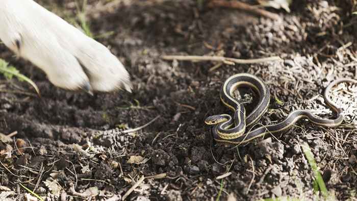 Manter isso do lado de fora atrairá cobras para o seu quintal, dizem os especialistas