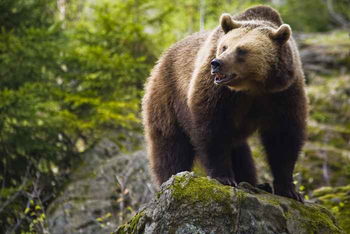 Non farlo mai se vedi un orso, dicono gli esperti