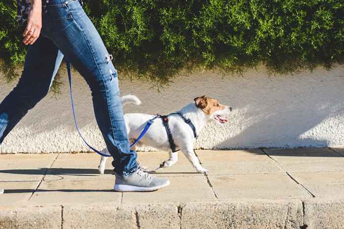 Non farlo mai quando si assume un pet di pet, dicono gli esperti