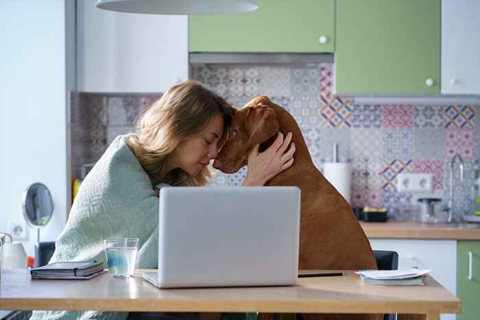 Un tercio de los dueños de mascotas no puede hacer esto, dice un nuevo estudio