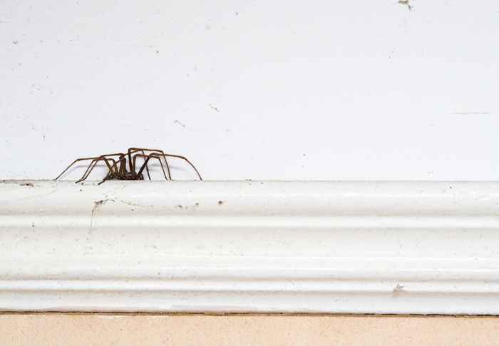 Prepare -se para ver mais aranhas em sua casa em breve, diz Science