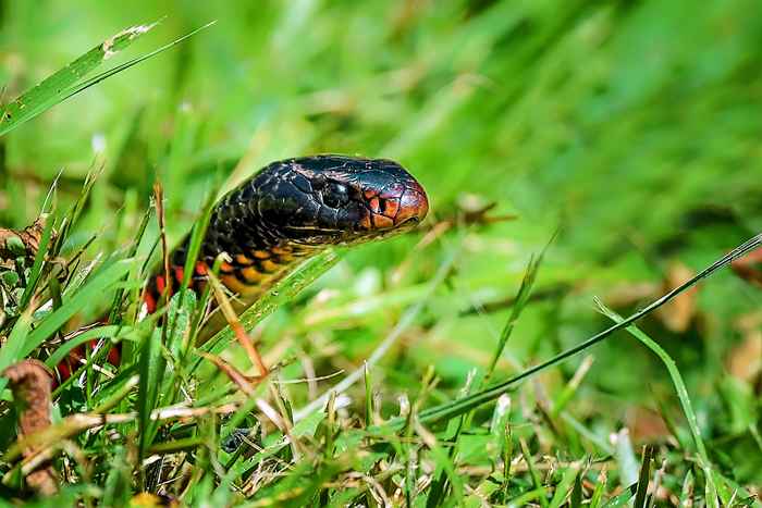 I serpenti adorano nascondersi qui, non arrivare mai in questo punto, dice Expert