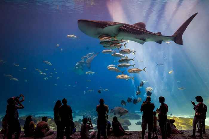 De 10 beste akvariene i U.S. For under Sea Adventures