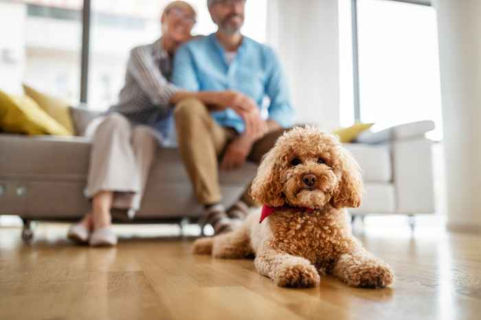 Les 10 meilleurs chiens pour les appartements, selon les vétérinaires