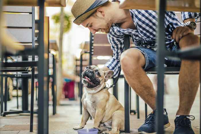 As 10 cidades mais amigas de cães no U.S.