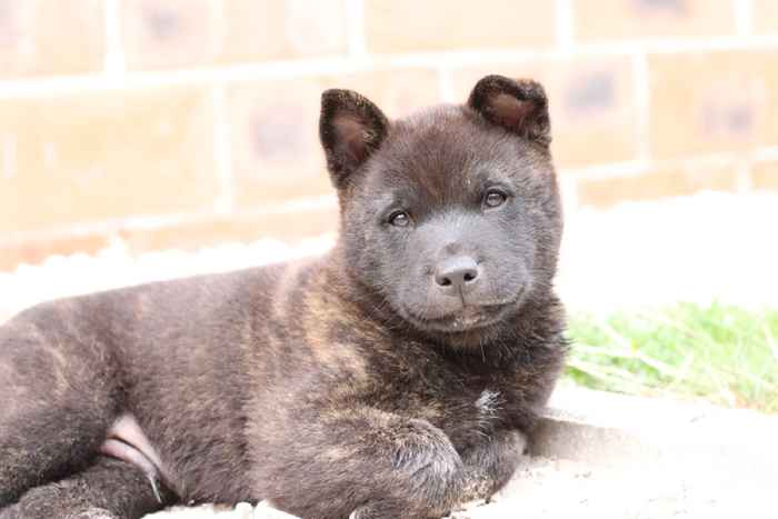 Le 10 razze di cani più uniche, secondo gli esperti di animali domestici