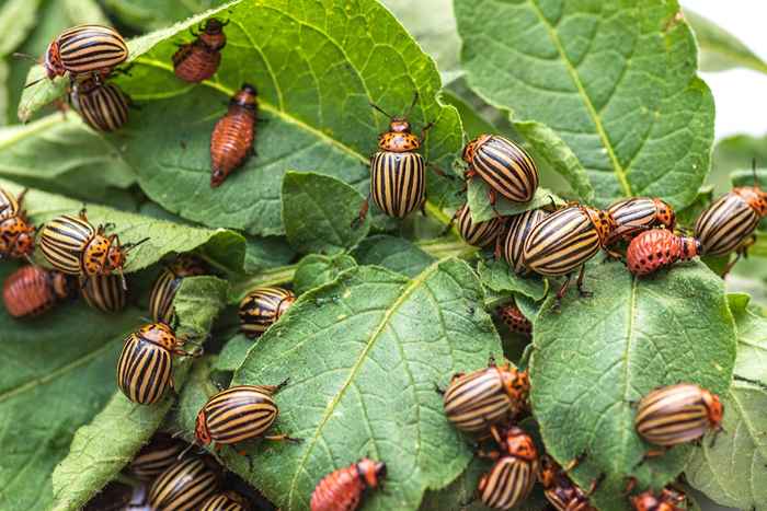 De 5 farligste insektene som skal unngås i høst, ifølge eksperter