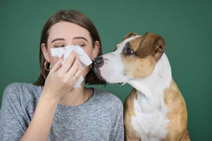 Os 6 melhores cães se você tiver alergias, os veterinários dizem