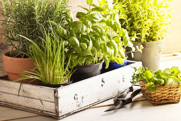 Les 6 meilleures herbes pour planter pour les débutants, disent les experts