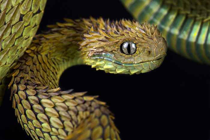 Les 6 serpents les plus effrayants, selon les experts