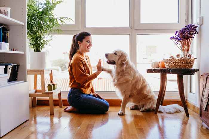 Los 7 mejores perros que apenas ladran, según los veterinarios