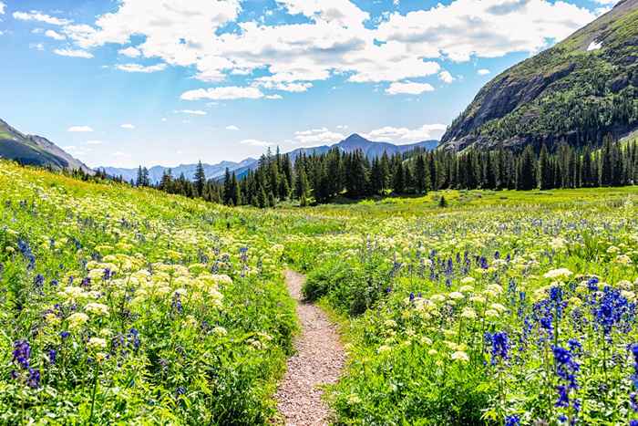 Los 7 mejores bosques nacionales que deben estar en su lista de deseos