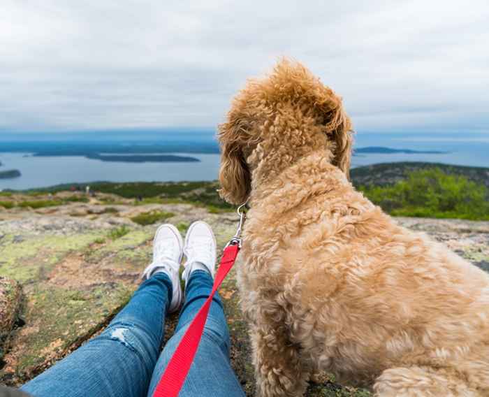 El 7 mejor u.S. Parques nacionales para visitar a su perro