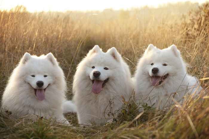 Les 7 races de chiens les plus moelleuses, selon les experts