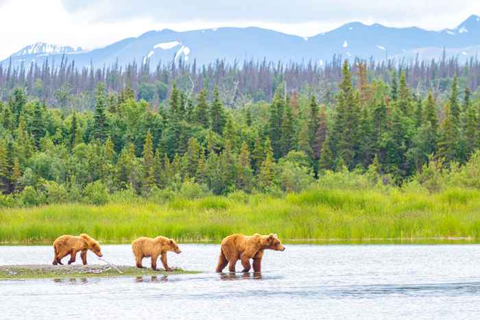 Die 8 besten u.S. Nationalparks, um Wildtiere zu sehen