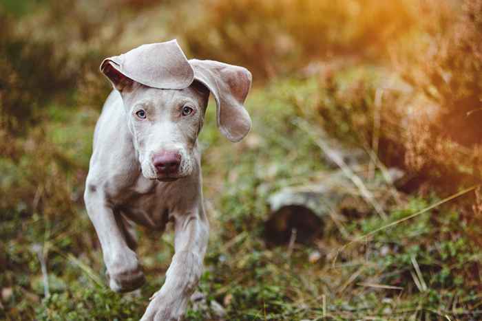 Las 8 razas de perros más hermosas, según los expertos