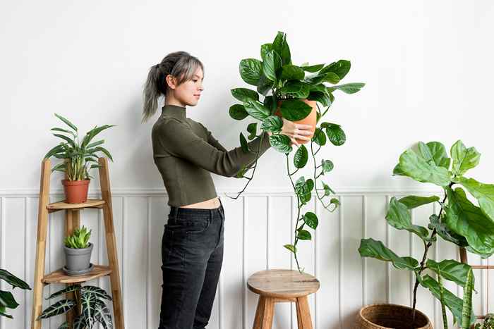 A melhor planta de casa para o seu signo do zodíaco, de acordo com um astrólogo