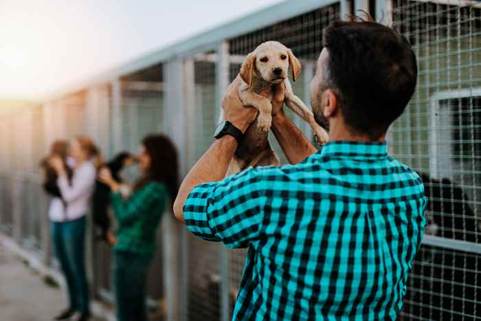 La plus grosse erreur que font les nouveaux propriétaires d'animaux, les vétérinaires disent