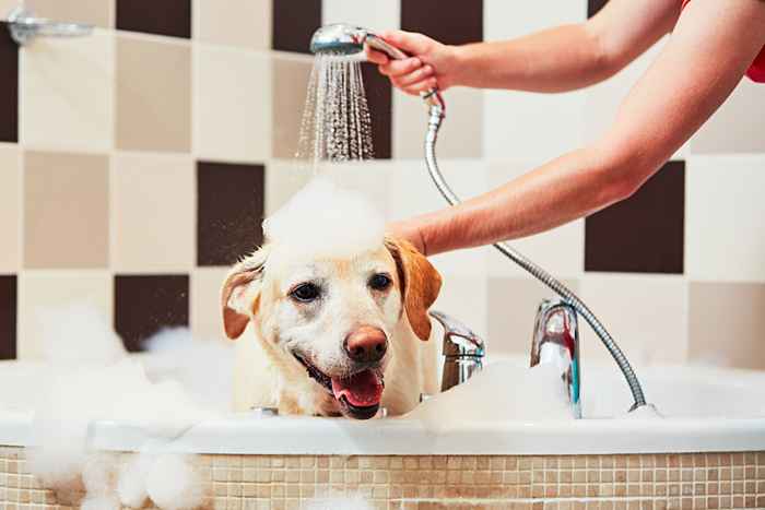 L'errore più grande che stai facendo quando fai il bagno al tuo cane, dicono i veterinari