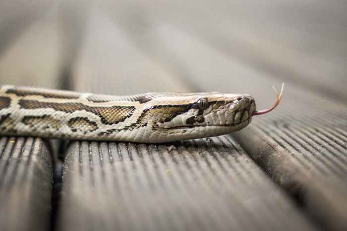 No primeiro lugar, você deve verificar uma cobra em sua casa, dizem os especialistas