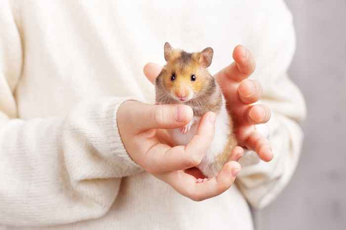 Le non. 1 raison pour laquelle vous ne devriez pas obtenir de hamster pour animaux de compagnie