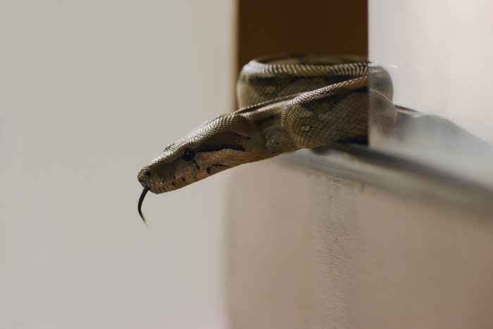 El no. 1 firma de que hay una serpiente detrás de su refrigerador