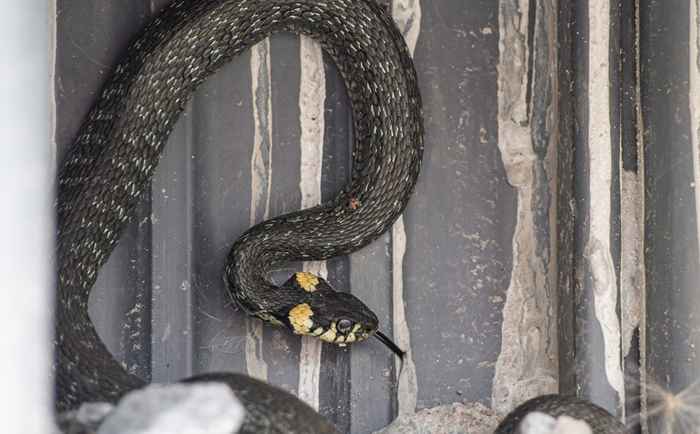 O não. 1 sinal de que há uma cobra atrás do seu aquecedor de água