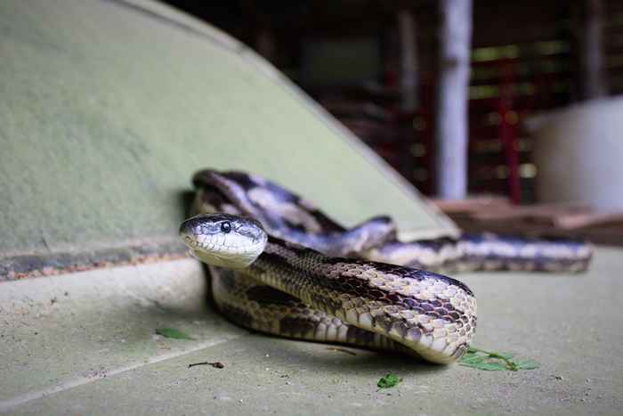 Le non. 1 Signe Il y a un serpent dans votre voiture