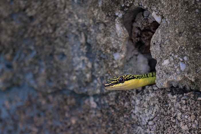 Il no. 1 firma c'è un serpente nel tuo spazio di gattoni