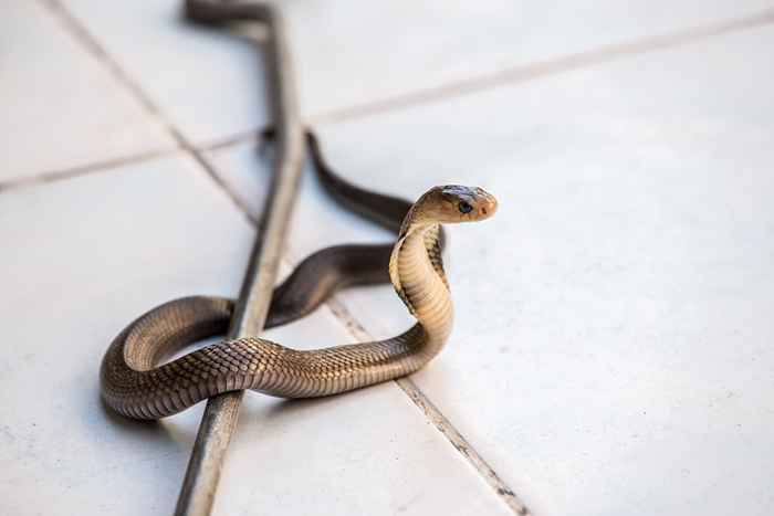 O não. 1 sinal de que há uma cobra na sua cozinha