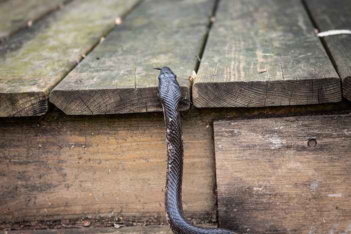 O não. 1 sinal de que há uma cobra debaixo da sua varanda