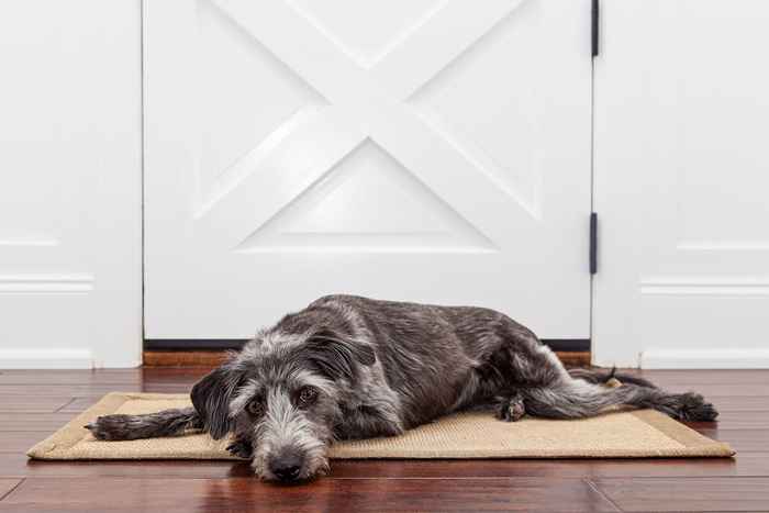 Il no. 1 firmare il tuo cane ha l'ansia da separazione, secondo i veterinari