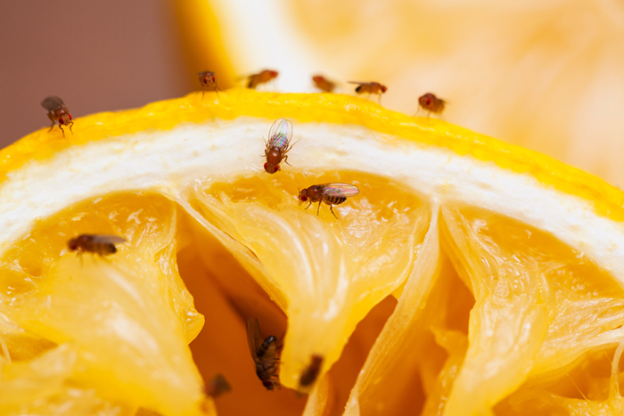 O não. 1 coisa atraindo moscas de frutas para sua cozinha