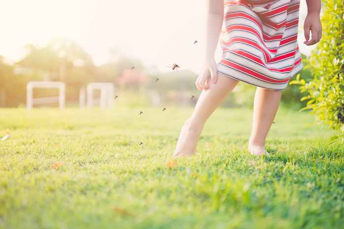 Das Nein. 1 Ding, das Mücken in Ihren Garten anzieht