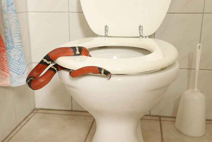 Le non. 1 façon d'empêcher les serpents d'entrer dans vos toilettes