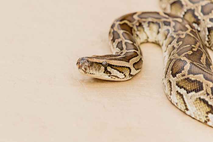 Le non. 1 façon de garder les serpents hors de votre chambre