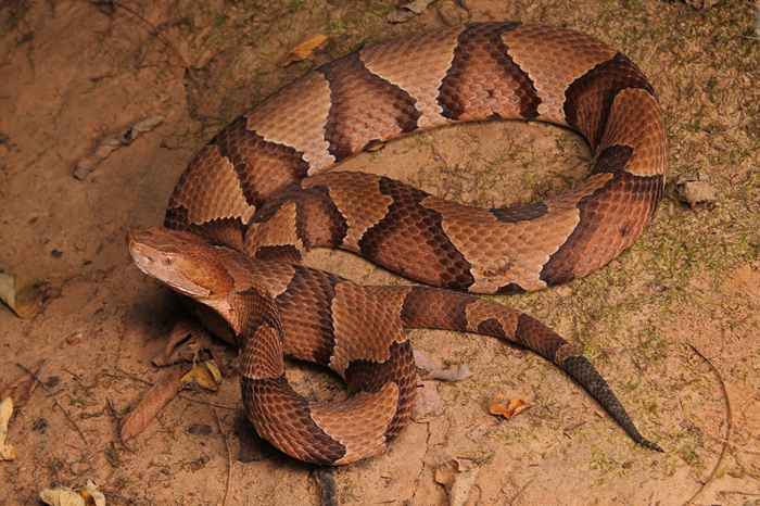 Ces serpents venimeux sont sur la montée en puissance de l'éviter, dit l'expert