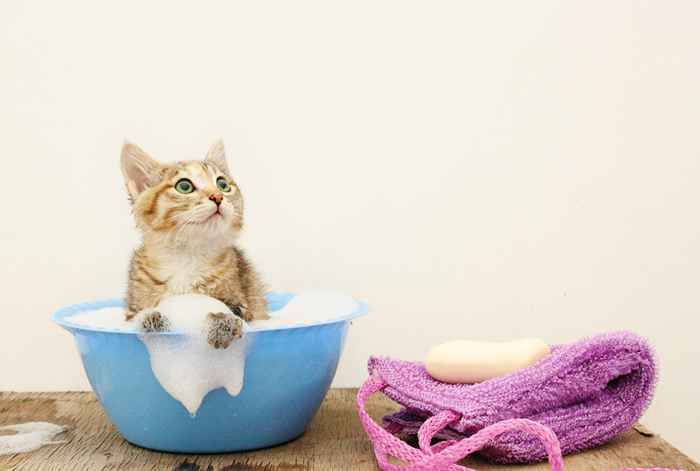 Questa è l'unica volta che dovresti fare un bagno al tuo gatto, dicono i veterinari