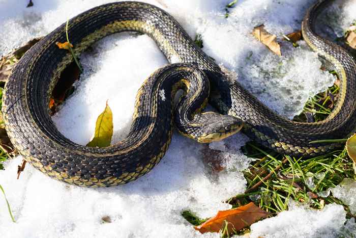 Questo è quando dovresti fare attenzione ai serpenti in inverno, dicono gli esperti