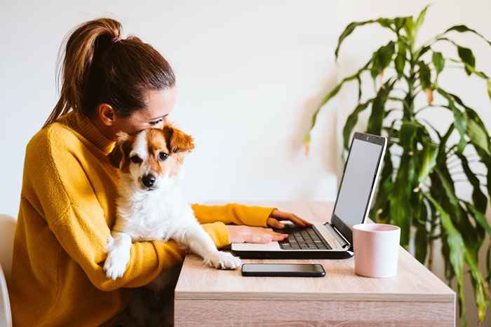 Questa truffa allettante prende di mira gli amanti dei cani, dice la polizia nel nuovo avvertimento