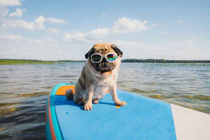 Quello che dice il segno zodiacale del tuo cane su di loro, secondo gli astrologi